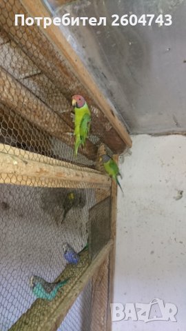 Продавам различни видове папагали, снимка 16 - Папагали - 42527505
