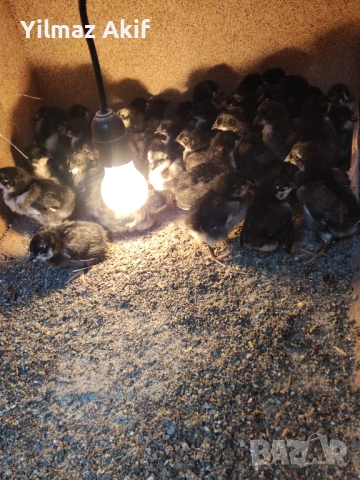 Пилета Легхорн черен и кръстоски, снимка 2 - Кокошки и пуйки - 53821053