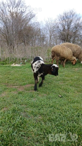 Продавам овца с агне, снимка 2 - Овце - 53862709