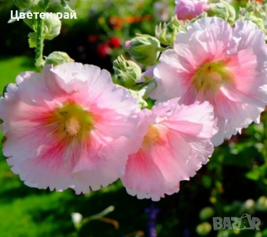 Домашни семена на цветя 