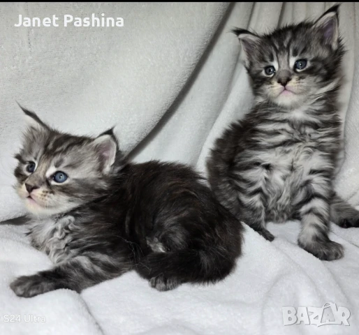 Чистокръвни Мейн Куун котенца , снимка 3 - Мейн кун - 48431594