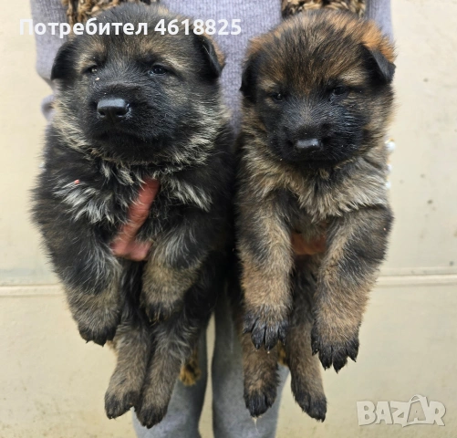 Сиви немски овчарки , снимка 6 - Немска овчарка - 53635810