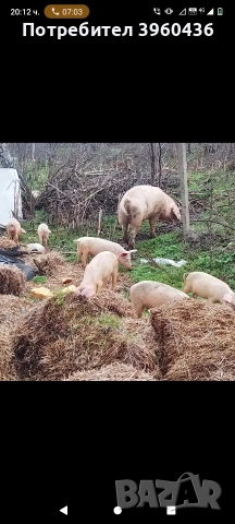продавам прасета от 20 до 45 кг, снимка 3 - Прасета - 52878929