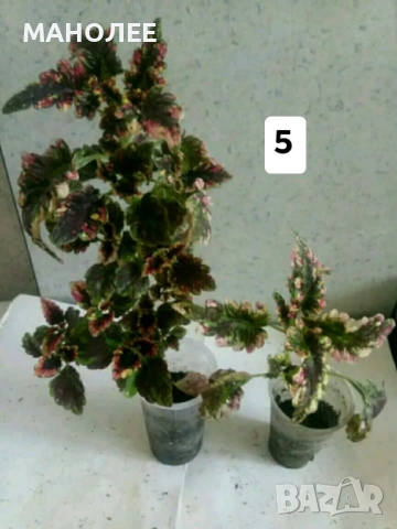 Саксийни цветя - 8 вида 3 НЕЗАСАДЕНИ КОРЕНА В ЕДИН ПАКЕТ /видове по избор/ ЗА 20 ЛВ. / 10,23 € ., снимка 6 - Градински цветя и растения - 52047799