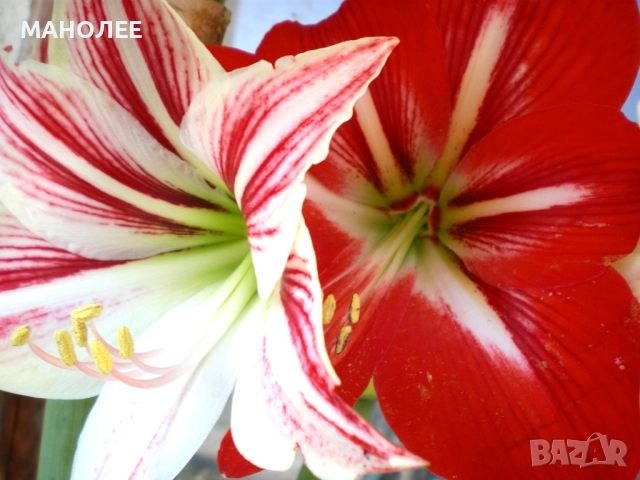 🌺🌺🌺Хипеаструм-2цвята🪷🪷🪷🪷, снимка 2 - Стайни растения - 52998169