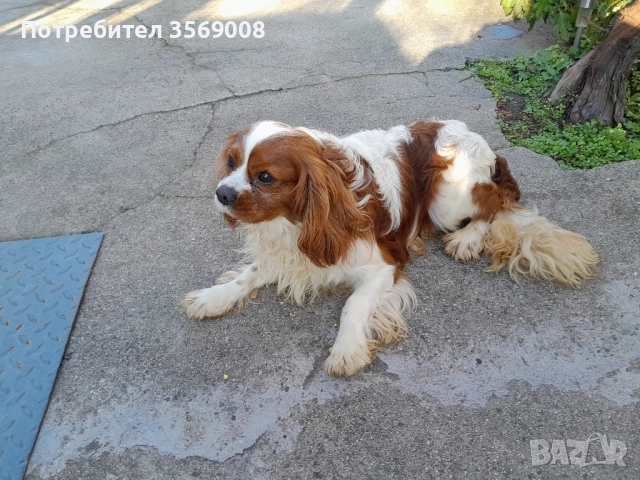 Кавалер кинг чарлз шпаньол, снимка 4 - Кавалер кинг чарлз шпаньол - 52793119