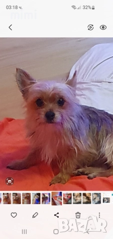 Йоркширски териер йорки + подарък, снимка 4 - Йоркширски териер - 52649100