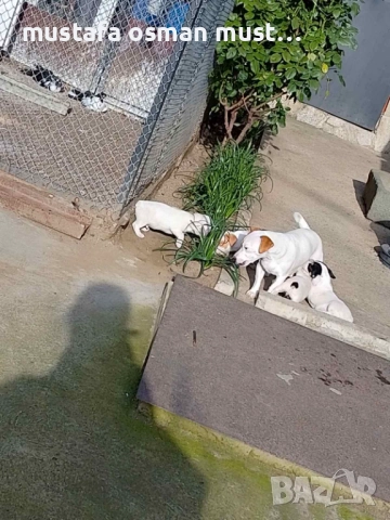 Джак Ръсел териер, снимка 7 - Джак ръсел териер - 52465135