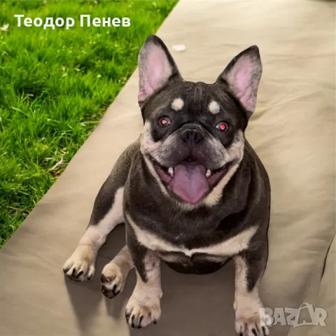 Френски булдог женски, снимка 1