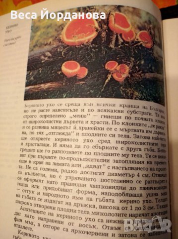 Атлас по ботаника, снимка 4 - Енциклопедии, справочници - 41145243