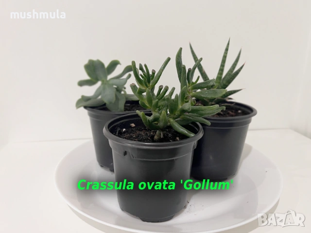 Сукуленти Красула и Сансевиера, снимка 3 - Стайни растения - 53487548