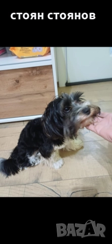 Продавам Бивер йорки, снимка 4 - Йоркширски териер - 52324508