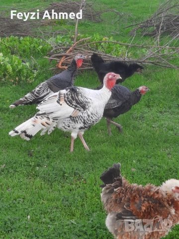 Пуйки, снимка 2 - Кокошки и пуйки - 52506559