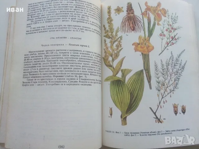 Разпознаване и събиране на билки - Борис Китанов - 1987г., снимка 3 - Енциклопедии, справочници - 48175404
