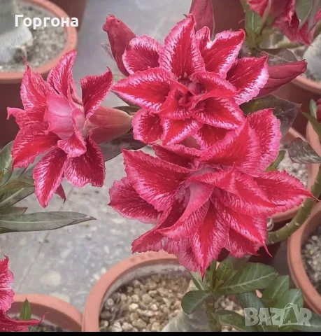 Адениуми възрастни, снимка 3 - Стайни растения - 55996386