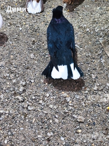 Чифт паламарски гълъби 