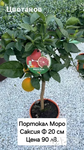 Портокал сорт Моро