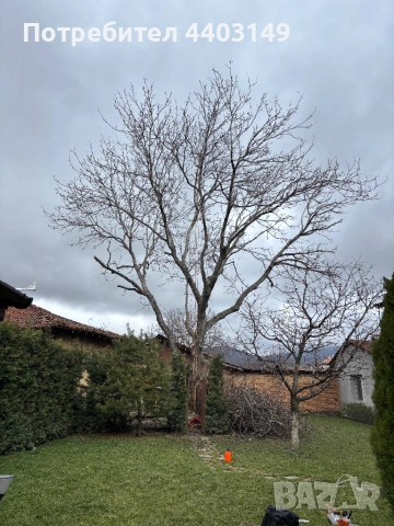  Премахване на опасни дървета • Кастрене • Подръжка • Извозване, снимка 3 - Други услуги - 53429702