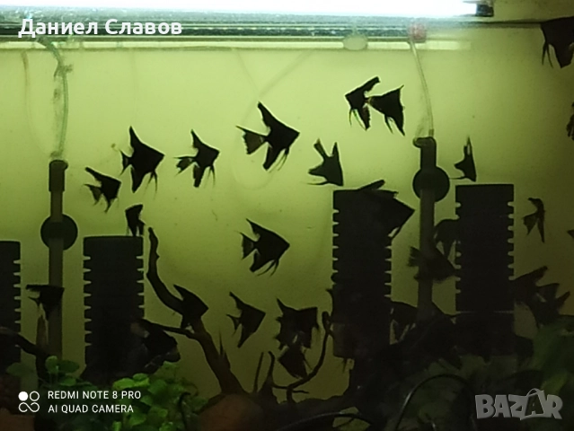 Черни воални скаларии на едро , снимка 4 - Рибки - 52003950