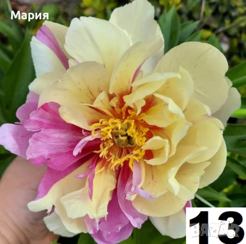 Божури ОГРАНИЧЕНИ БРОЙКИ!