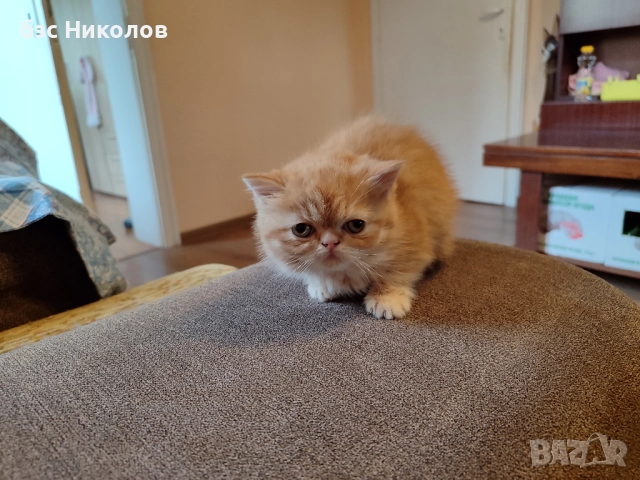 Женско екзотично персийско коте на 4 месеца., снимка 2 - Персийска - 51485263