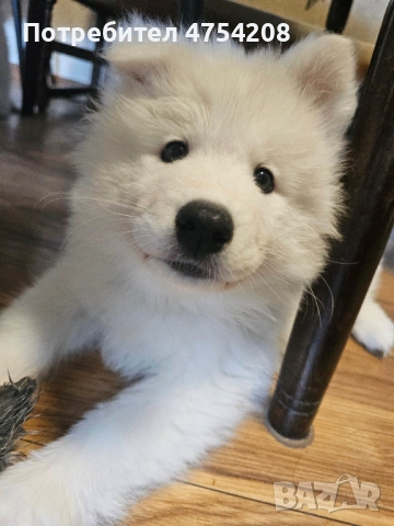 Продавам кученца Сибирски Самоед, снимка 3 - Самоед - 53697454