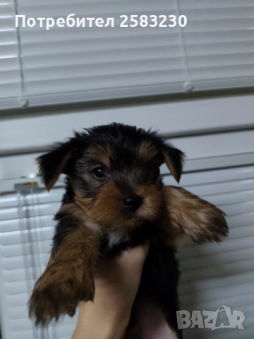 Йоркширски териер , снимка 2 - Търси партньор - 53130812