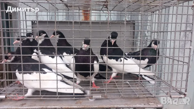 Ямболски Акмани , снимка 5 - Гълъби - 56327312