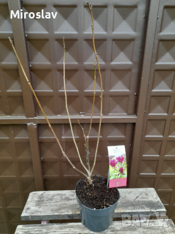 Магнолия Джени, снимка 12 - Градински цветя и растения - 44622072