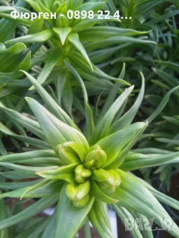 Лилиум в саксия Силно ароматен !, снимка 5 - Разсади - 50549583