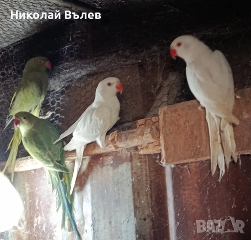 Малки александри 