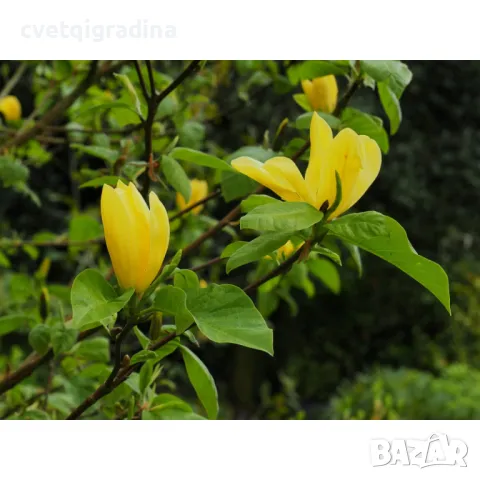 Магнолиа Magnolia Daphne, снимка 2 - Градински цветя и растения - 50078016