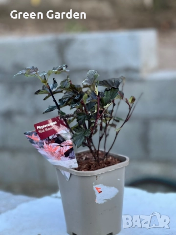 Физокарпус Червен Барон