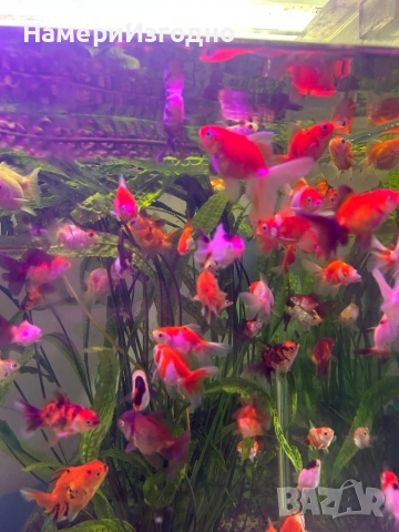 Златни Оранди, снимка 3 - Рибки - 52670468