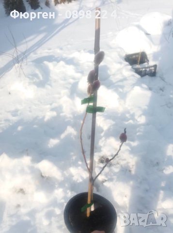 Върба - Salix gracilistyla 'Mount Aso' ( грацилистяла' моунт асо' ), снимка 7 - Градински цветя и растения - 41101221