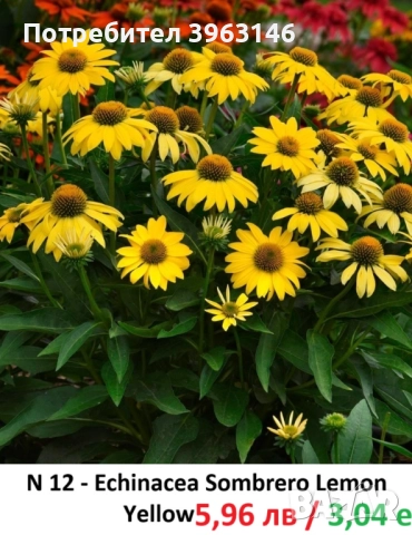 ГРАДИНСКИ Многогодишни Цветя., снимка 2 - Градински цветя и растения - 51078764