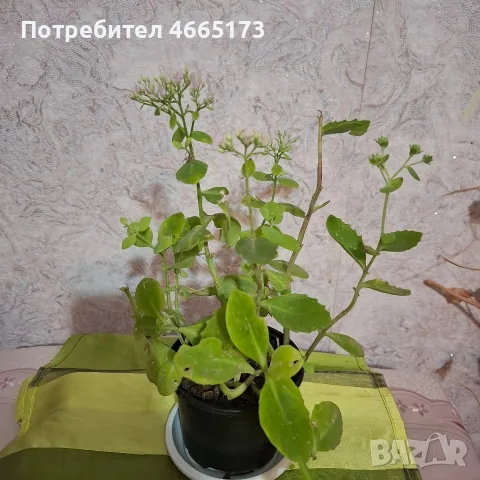 Лечебна Дебела Мара комплект , снимка 10 - Градински цветя и растения - 54580584