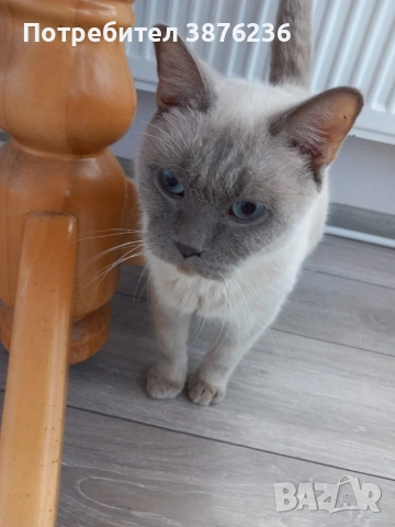 Британска късокосместа Колор пойнт , снимка 6 - Британска късокосместа - 53051504