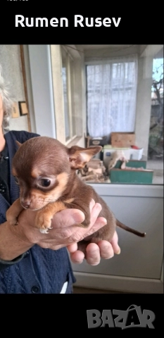 Продавам Чихуахуа женско, снимка 2 - Чихуахуа - 52933468
