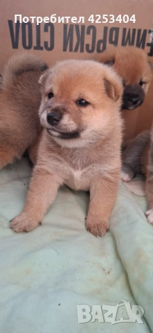 Шиба Ину на един месец, снимка 3 - Шиба ину - 52842031