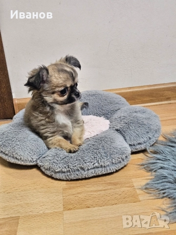 Мини чихуахуа , снимка 7 - Чихуахуа - 52394409