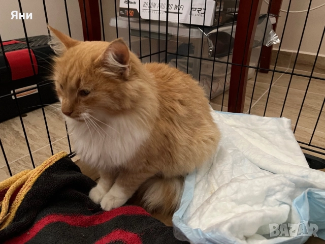 Подаряваме котка за домашно отглеждане, снимка 4 - Други - 52567848