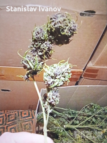 СБД цвят / цели растения