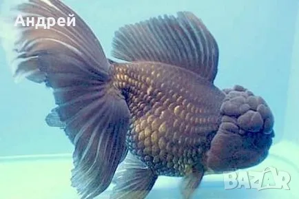 Оранди златна рибка, снимка 6 - Рибки - 50095938