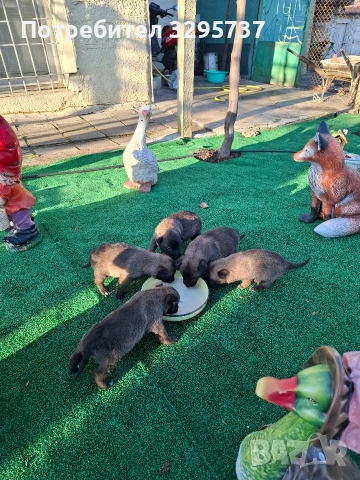 Продава Белгийска овчарка Малиноа , снимка 2 - Белгийска овчарка - 52921799