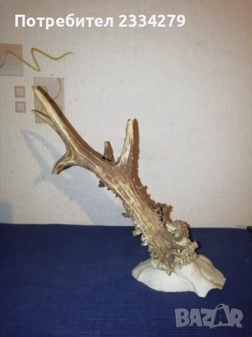 Стари глигански зъби-бивни,глиги и рога от саръндаци, млади елени, снимка 13 - Колекции - 52674338