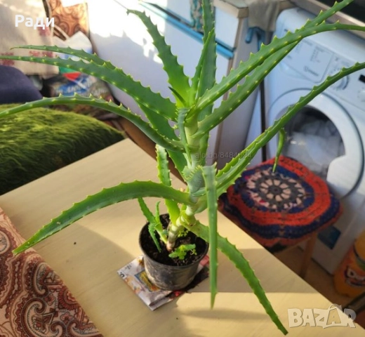 Цвете индрише алое вера лилава детелина коледниче дървото на живота, снимка 9 - Стайни растения - 37613358