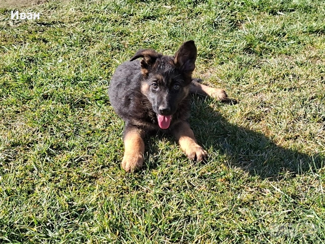 малки немски овчарки, снимка 12 - Немска овчарка - 52921710