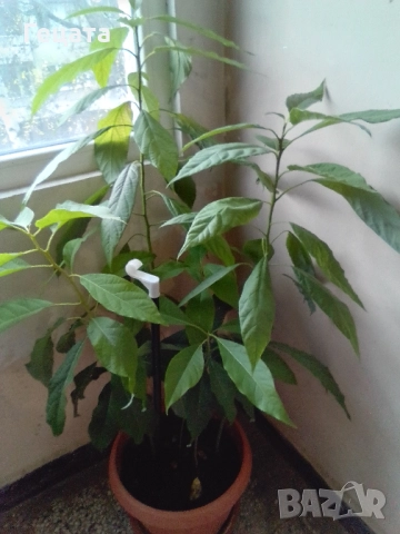 Авокадо 5 броя + саксия