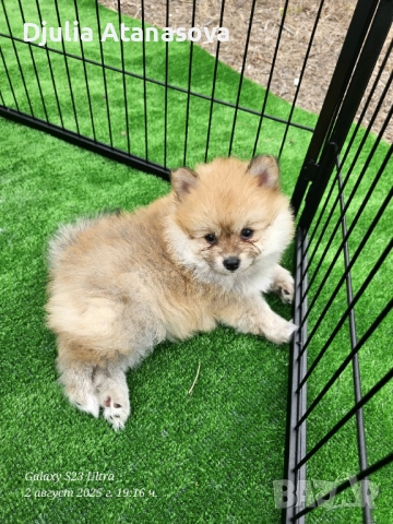 Продавам померанчета, снимка 9 - Померан - 51719440
